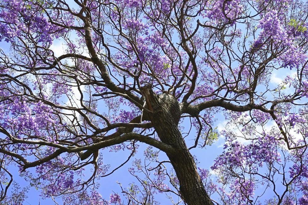 Ct Hotel Pretoria-Noord Exterior foto Jacaranda tree